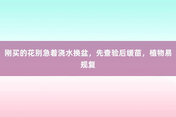 刚买的花别急着浇水换盆，先查验后缓苗，植物易规复